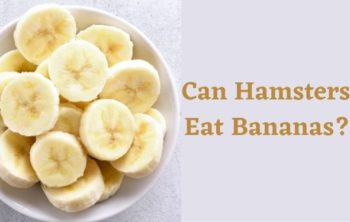 Can Hamsters Eat Bananas?