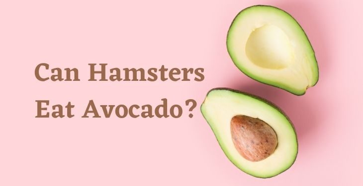 Can Hamsters Eat Avocado?