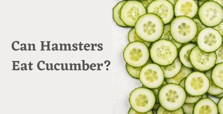 Can Hamsters Eat Cucumber?