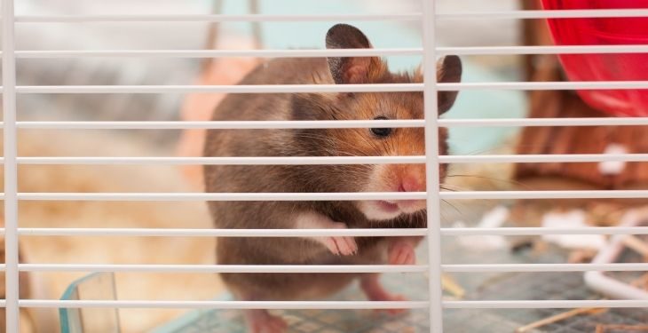 best dwarf hamster cages