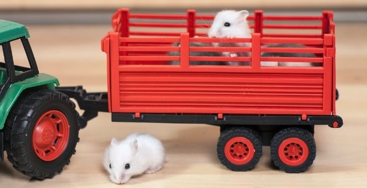 17 Best Hamster Toys Available Online!