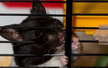 5 Best Large Hamster Cages For Your Furry Friend!