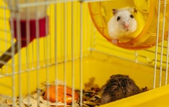 8 Best Syrian Hamster Cages Available Online!