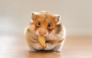Boy Hamster Names For Your Little Friend!