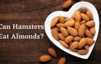 can hamsters eat almonds