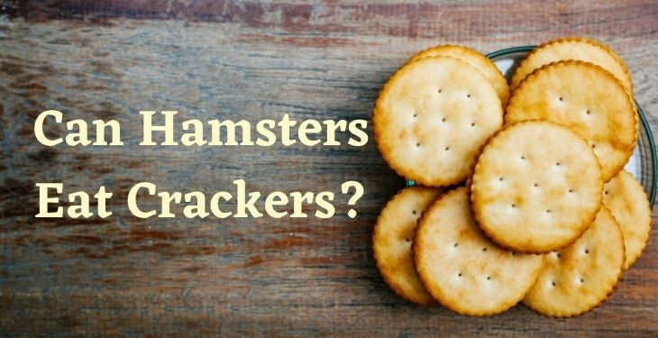can hamsters eat crackers
