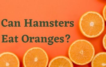 Can Hamsters Eat Oranges?
