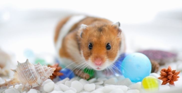 Can Hamsters Live Together?