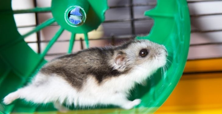 Do Hamsters Need A Wheel?
