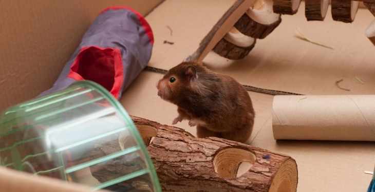 hamster playground