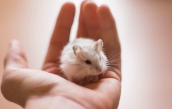 What To Do If You Drop Your Hamster Accidentally?