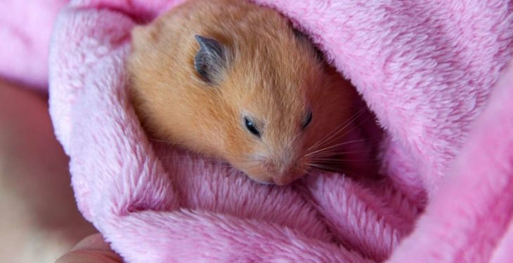 Do Hamsters Hibernate – Everything You Need to Know About